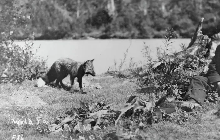 Framed Print : Wild fox, between c1900 and c1930. Creator: Unknown Framed Print : Wild fox, between c1900 and c1930. Creator: Unknown