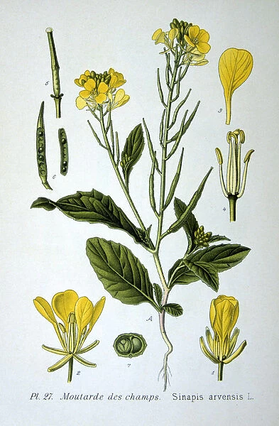 Wild mustard, 1893