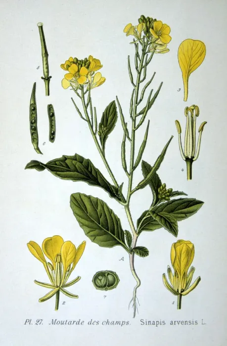 Framed Print : Wild mustard, 1893 Framed Print : Wild mustard, 1893