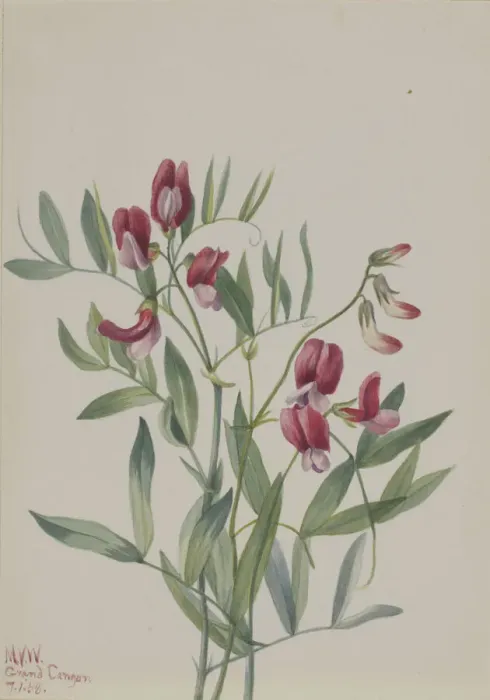 Framed Print : Wild Pea (Lathyrus decaphyllus), 1938. Creator: Mary Vaux Walcott Framed Print : Wild Pea (Lathyrus decaphyllus), 1938. Creator: Mary Vaux Walcott