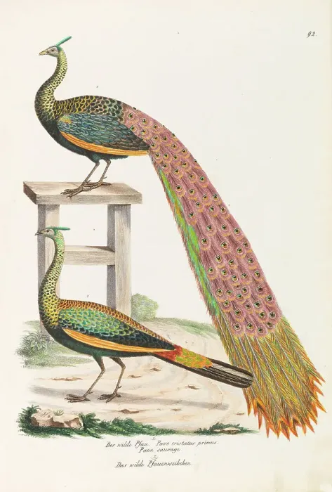 Framed Print : The wild peacock. The wild female peacock, ca 1820. Creator: Schinz, Heinrich Rudolf (1777-1861) Framed Print : The wild peacock. The wild female peacock, ca 1820. Creator: Schinz, Heinrich Rudolf (1777-1861)