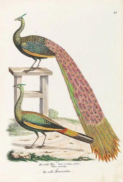 The wild peacock. The wild female peacock, ca 1820. Creator: Schinz, Heinrich Rudolf (1777-1861)