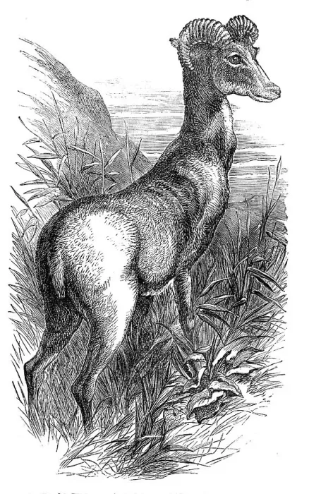 Framed Print : Wild Sheep of the Punjab, in the Gardens of the Zoologicial Society, Regent's-Park, 1854. Creator: Unknown Framed Print : Wild Sheep of the Punjab, in the Gardens of the Zoologicial Society, Regent's-Park, 1854. Creator: Unknown