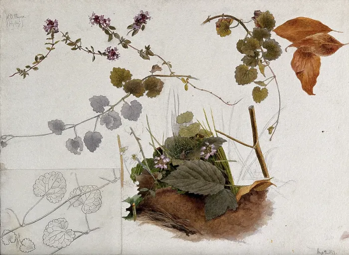 Framed Print : Wild thyme (Thymus praecox): flowers, stems and leaves in various pictures, 1897. Creator: Unknown Framed Print : Wild thyme (Thymus praecox): flowers, stems and leaves in various pictures, 1897. Creator: Unknown