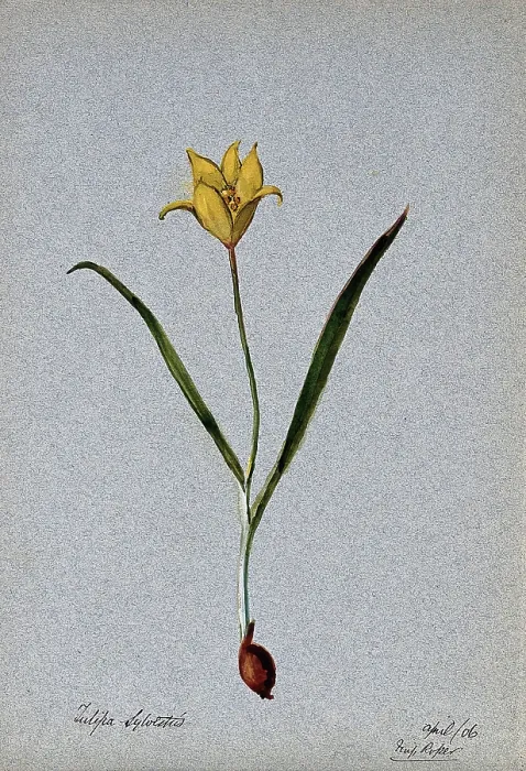 Framed Print : Wild tulip (Tulipa sylvestris): flowering plant, 1906. Creator: Unknown Framed Print : Wild tulip (Tulipa sylvestris): flowering plant, 1906. Creator: Unknown