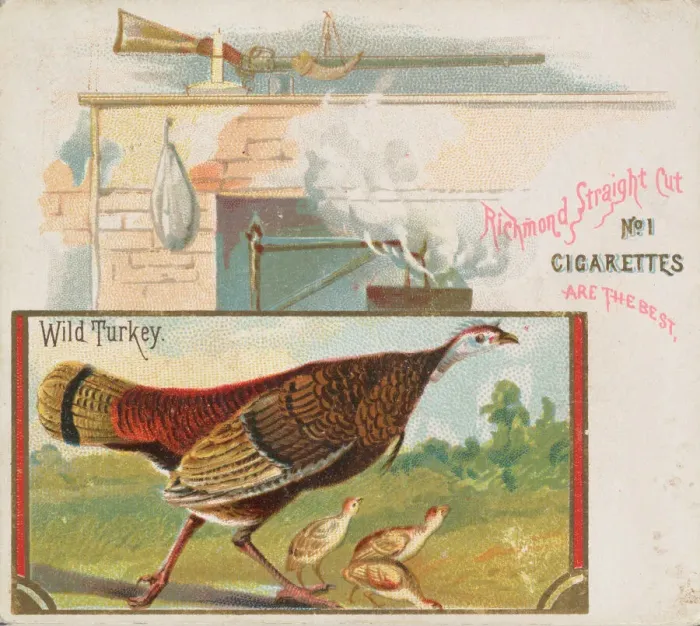 Framed Print : Wild Turkey, from the Game Birds series (N40) for Allen & Ginter Cigarettes, 1888-90 Framed Print : Wild Turkey, from the Game Birds series (N40) for Allen & Ginter Cigarettes, 1888-90