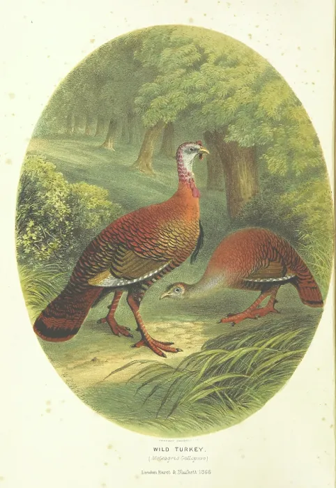 Framed Print : Wild Turkey, (Meleagris Gallopavo), 1866. Creator: M & N Hanhart Framed Print : Wild Turkey, (Meleagris Gallopavo), 1866. Creator: M & N Hanhart