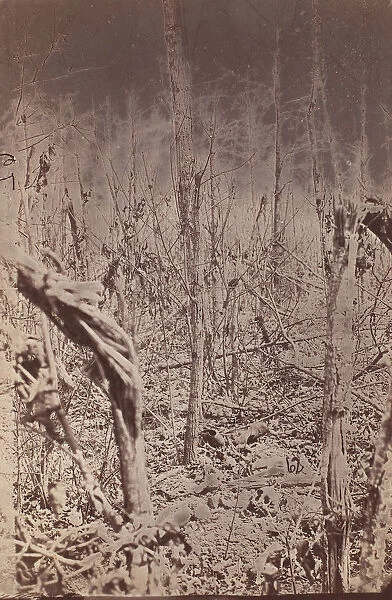 The Wilderness Battlefield, 1865-67. Creator: Unknown