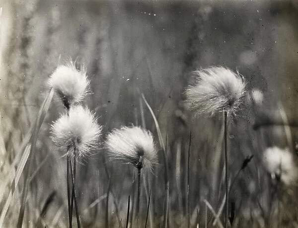 Wildflowers, between 1915 and 1935. Creator: Frances Benjamin Johnston