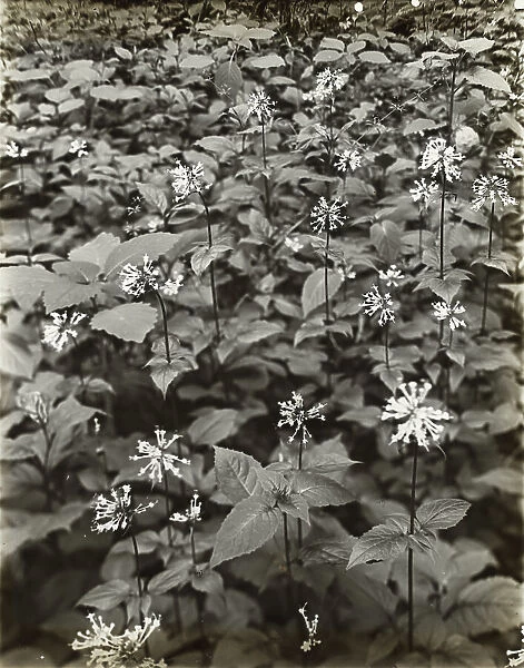 Wildflowers in bloom, between 1915 and 1935. Creator: Frances Benjamin Johnston