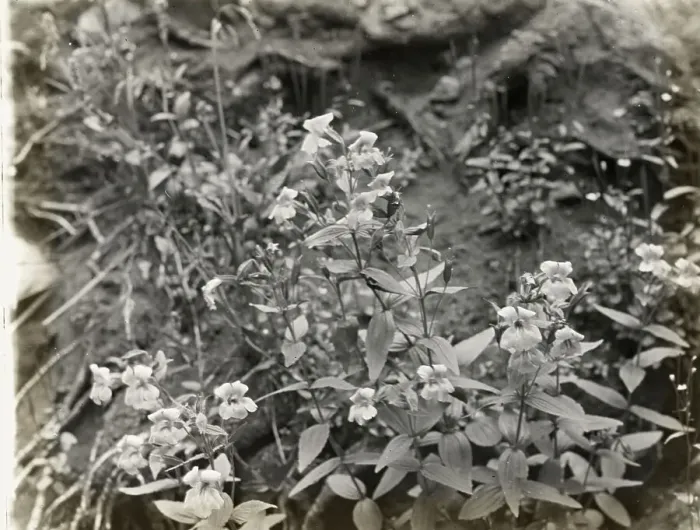 Framed Print : Wildflowers in bloom, between 1915 and 1935. Creator: Frances Benjamin Johnston Framed Print : Wildflowers in bloom, between 1915 and 1935. Creator: Frances Benjamin Johnston