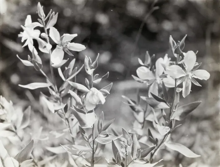 Framed Print : Wildflowers in bloom, between 1915 and 1935. Creator: Frances Benjamin Johnston Framed Print : Wildflowers in bloom, between 1915 and 1935. Creator: Frances Benjamin Johnston