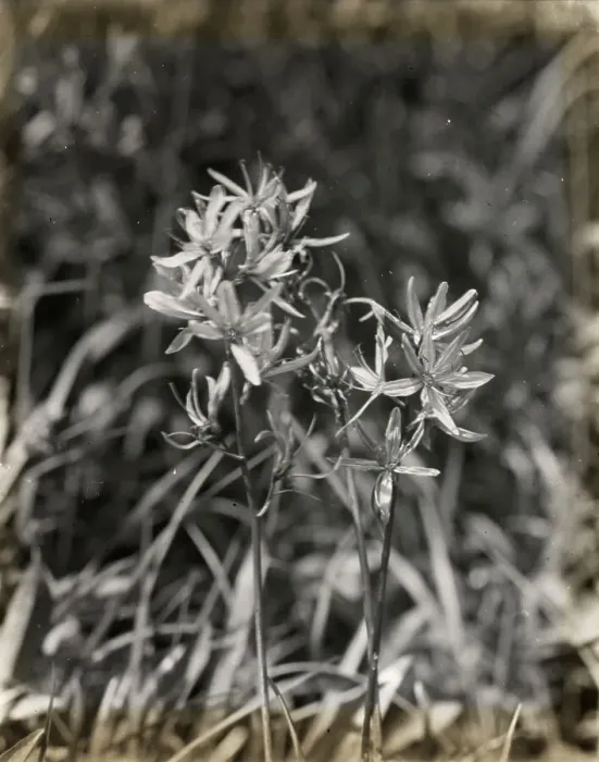 Framed Print : Wildflowers in bloom, between 1915 and 1935. Creator: Frances Benjamin Johnston Framed Print : Wildflowers in bloom, between 1915 and 1935. Creator: Frances Benjamin Johnston