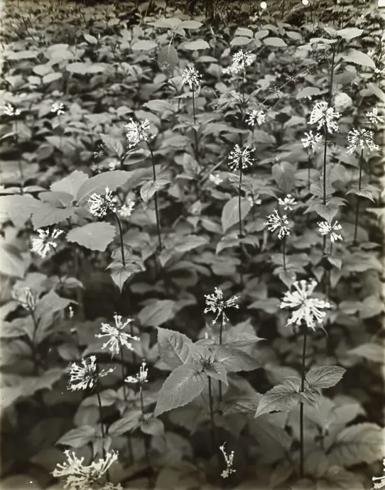 Framed Print : Wildflowers in bloom, between 1915 and 1935. Creator: Frances Benjamin Johnston Framed Print : Wildflowers in bloom, between 1915 and 1935. Creator: Frances Benjamin Johnston