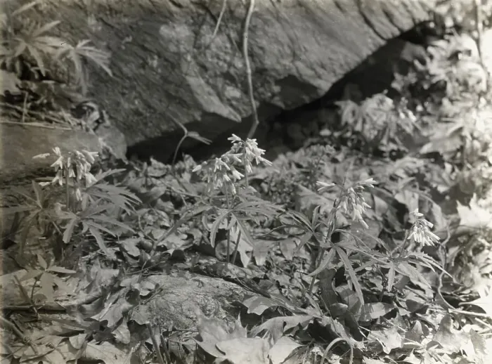 Framed Print : Wildflowers in bloom, between 1915 and 1935. Creator: Frances Benjamin Johnston Framed Print : Wildflowers in bloom, between 1915 and 1935. Creator: Frances Benjamin Johnston