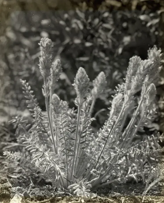 Framed Print : Wildflowers in bloom, between 1915 and 1935. Creator: Frances Benjamin Johnston Framed Print : Wildflowers in bloom, between 1915 and 1935. Creator: Frances Benjamin Johnston