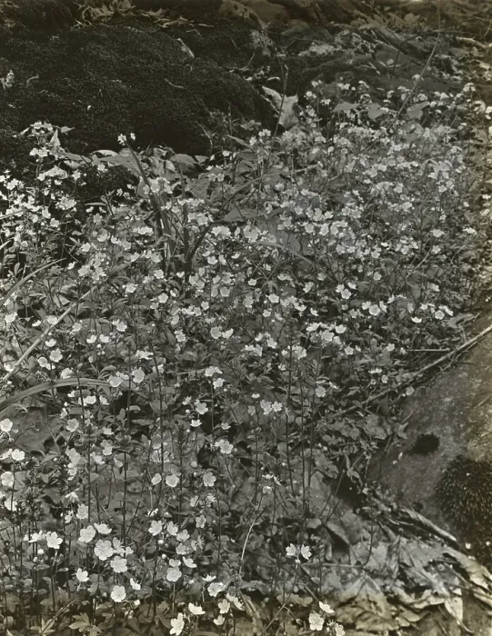 Framed Print : Wildflowers in bloom, between 1915 and 1935. Creator: Frances Benjamin Johnston Framed Print : Wildflowers in bloom, between 1915 and 1935. Creator: Frances Benjamin Johnston