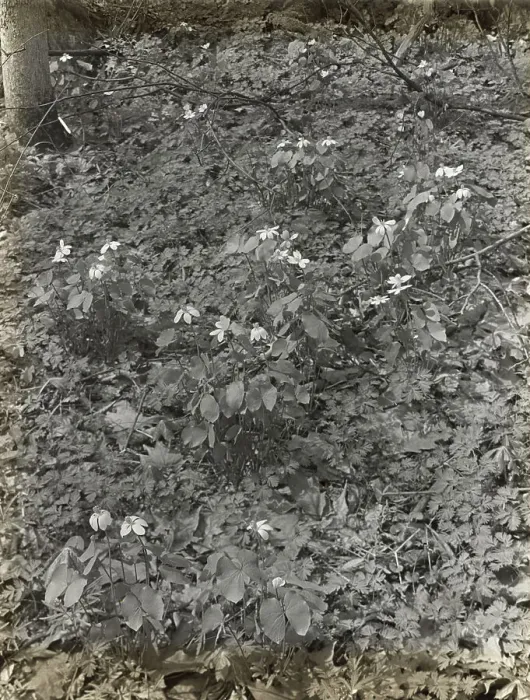 Framed Print : Wildflowers in bloom, between 1915 and 1935. Creator: Frances Benjamin Johnston Framed Print : Wildflowers in bloom, between 1915 and 1935. Creator: Frances Benjamin Johnston