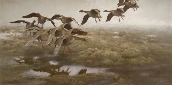 Framed Print : Wildgeese Settling, 1907. Creator: Bruno Liljefors Framed Print : Wildgeese Settling, 1907. Creator: Bruno Liljefors