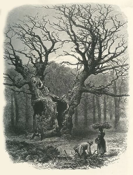 William the Conquerors Oak, c1870