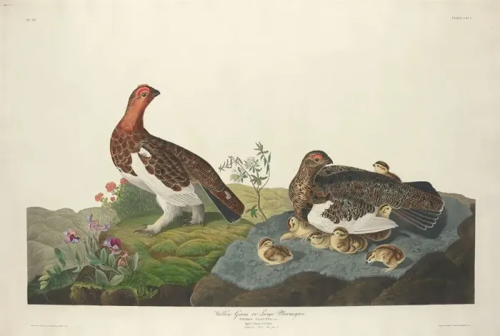 Framed Print : Willow Grous, 1834. Creator: Robert Havell Framed Print : Willow Grous, 1834. Creator: Robert Havell
