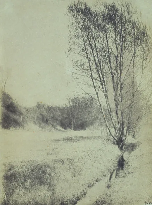 Framed Print : Willows, c1900. Creator: Frances S. Allen Framed Print : Willows, c1900. Creator: Frances S. Allen