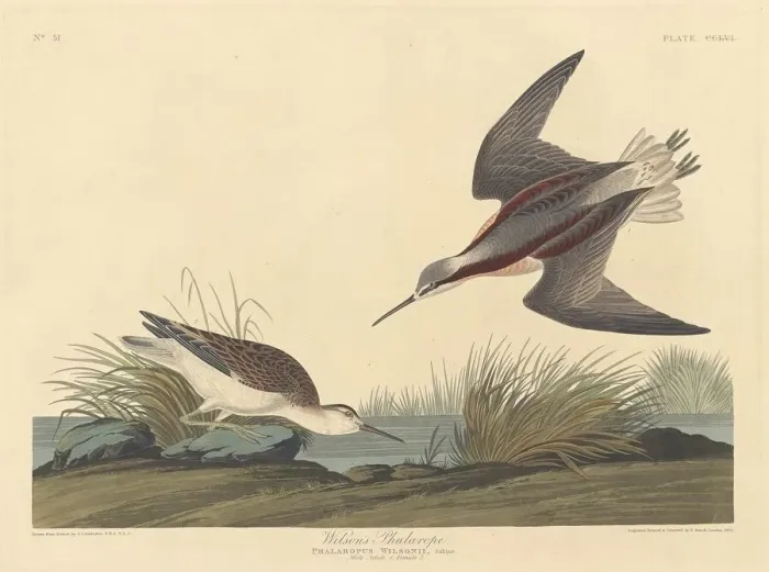 Framed Print : Wilsons Phalarope, 1835. Creator: Robert Havell Framed Print : Wilsons Phalarope, 1835. Creator: Robert Havell