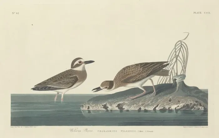 Framed Print : Wilsons Plover, 1834. Creator: Robert Havell Framed Print : Wilsons Plover, 1834. Creator: Robert Havell
