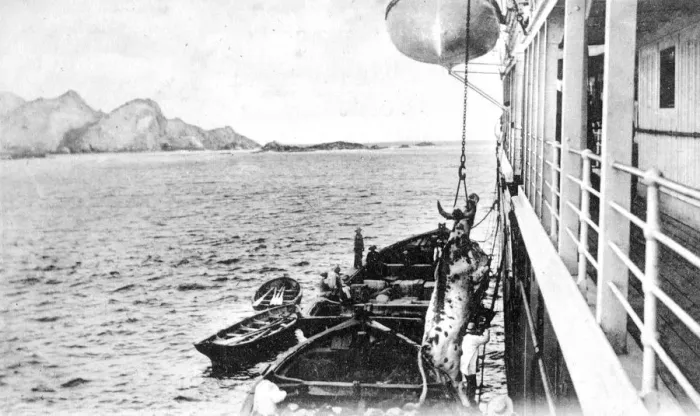 Framed Print : Winching a cow onto a boat off the coast of Chile, c1900s Framed Print : Winching a cow onto a boat off the coast of Chile, c1900s