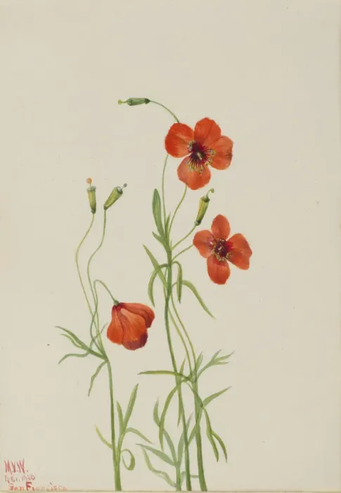 Framed Print : Wind Poppy (Stylomecon heterophylla), 1926. Creator: Mary Vaux Walcott Framed Print : Wind Poppy (Stylomecon heterophylla), 1926. Creator: Mary Vaux Walcott
