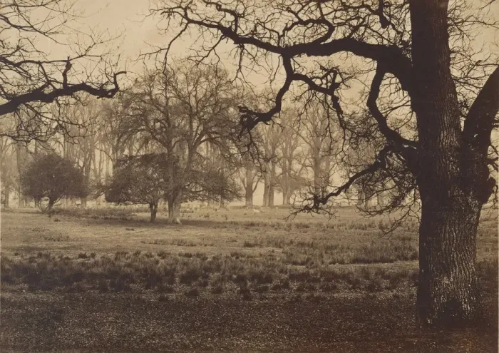 Framed Print : Windsor Park, Deer Feeding, 1850s. Creator: W. H. Nicholl Framed Print : Windsor Park, Deer Feeding, 1850s. Creator: W. H. Nicholl