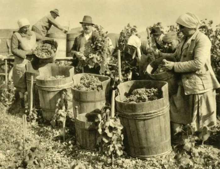 Framed Print : Wine harvest near Baden bei Wien, Lower Austria, c1935. Creator: Unknown Framed Print : Wine harvest near Baden bei Wien, Lower Austria, c1935. Creator: Unknown