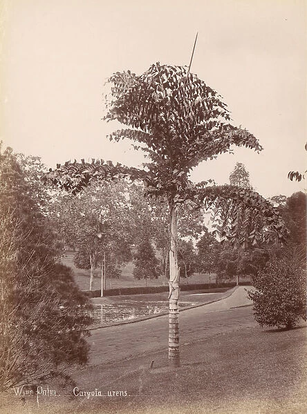 Wine Palm, Caryota Urens, 1860s-70s. Creator: Unknown