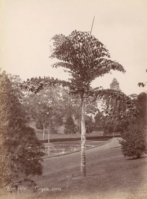 Framed Print : Wine Palm, Caryota Urens, 1860s-70s. Creator: Unknown Framed Print : Wine Palm, Caryota Urens, 1860s-70s. Creator: Unknown