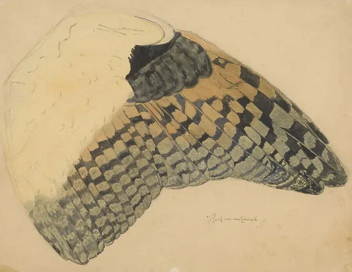 Framed Print : Wing of a long-eared owl, 1898. Creator: Balthasar Meisner Framed Print : Wing of a long-eared owl, 1898. Creator: Balthasar Meisner