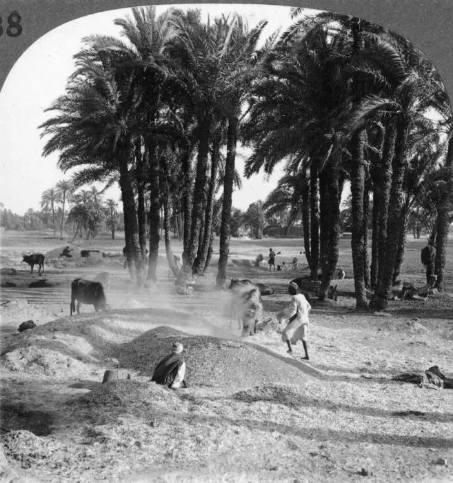 Framed Print : The winnowing of the grain after threshing, Egypt, 1905. Artist: Underwood & Underwood Framed Print : The winnowing of the grain after threshing, Egypt, 1905. Artist: Underwood & Underwood