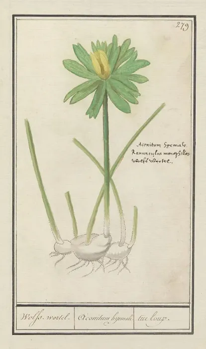 Framed Print : Winter aconite (Eranthis hyemalis), 1596-1610. Creators: Anselmus de Boodt, Elias Verhulst Framed Print : Winter aconite (Eranthis hyemalis), 1596-1610. Creators: Anselmus de Boodt, Elias Verhulst