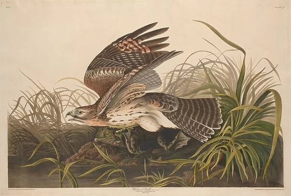 Winter Hawk, 1829. Creator: Robert Havell