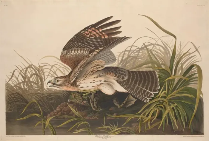 Framed Print : Winter Hawk, 1829. Creator: Robert Havell Framed Print : Winter Hawk, 1829. Creator: Robert Havell
