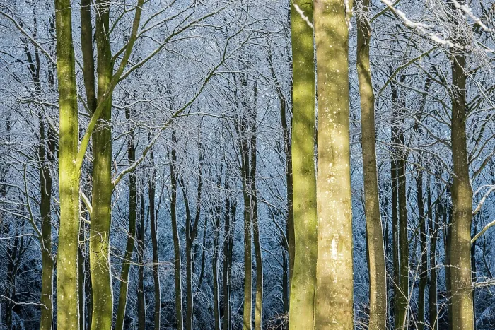 Framed Print : Winter Light in the Forest. Creator: Dorte Verner Framed Print : Winter Light in the Forest. Creator: Dorte Verner