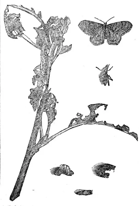 Framed Print : Winter Moths, 1858. Creator: Unknown Framed Print : Winter Moths, 1858. Creator: Unknown