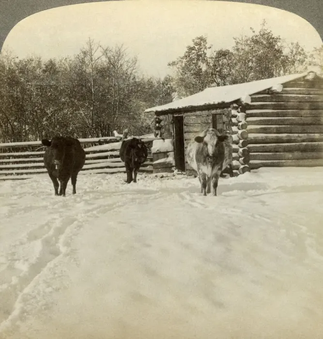 Framed Print : Winter on a ranch, Montana, USA. Artist: Underwood & Underwood Framed Print : Winter on a ranch, Montana, USA. Artist: Underwood & Underwood