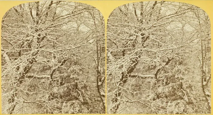 Framed Print : A Winters Morning. Among the Boughs, 1870 / 1908. Creator: Henry Hamilton Bennett Framed Print : A Winters Morning. Among the Boughs, 1870 / 1908. Creator: Henry Hamilton Bennett