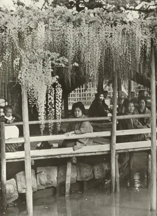 Framed Print : A Wisteria Arbour at Kameido, 1910. Creator: Herbert Ponting Framed Print : A Wisteria Arbour at Kameido, 1910. Creator: Herbert Ponting