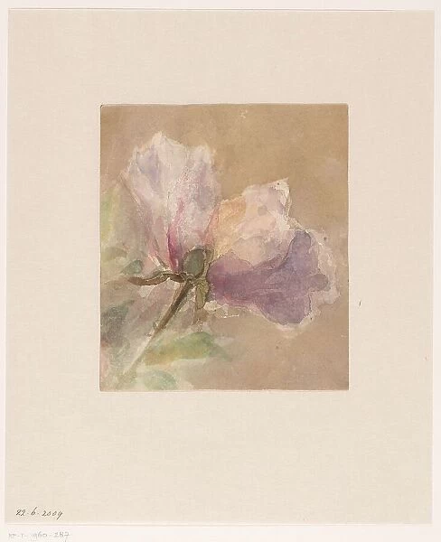 Withered rose, 1851-1924. Creator: Carel Nicolaas Storm