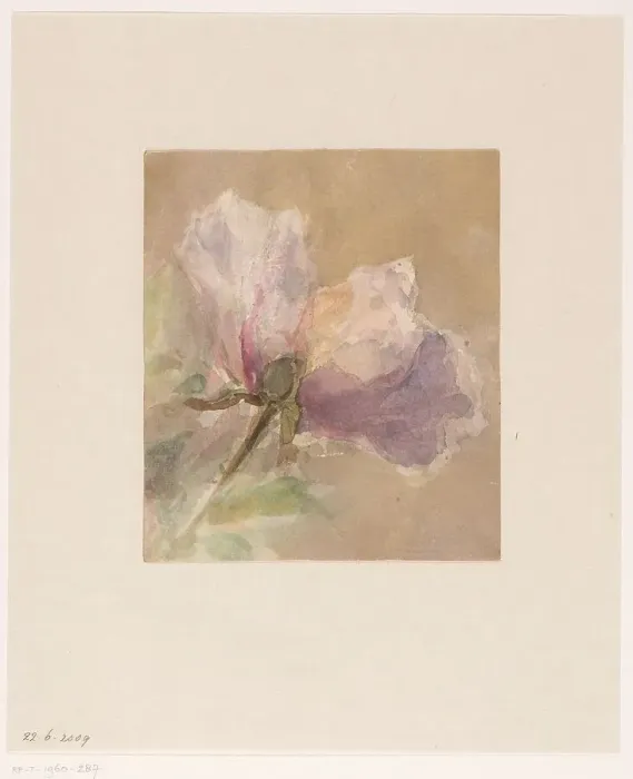 Framed Print : Withered rose, 1851-1924. Creator: Carel Nicolaas Storm Framed Print : Withered rose, 1851-1924. Creator: Carel Nicolaas Storm