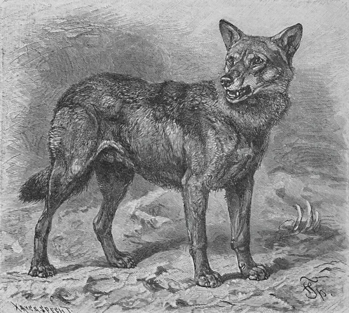 Framed Print : The Wolf, c1900. Artist: Helena J. Maguire Framed Print : The Wolf, c1900. Artist: Helena J. Maguire
