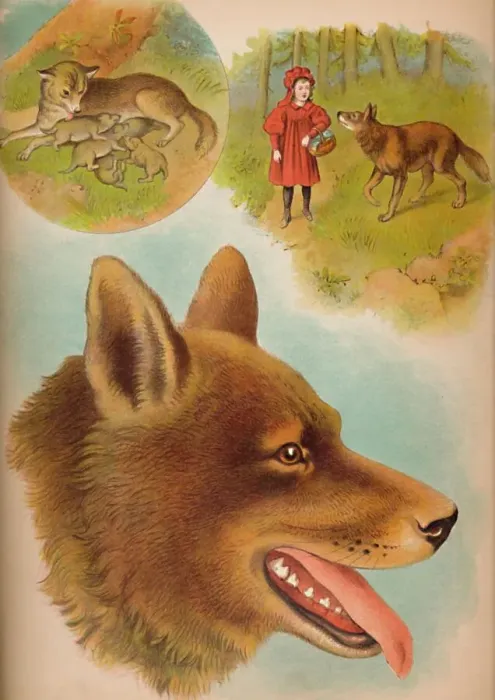 Framed Print : The Wolf, c1900. Artist: Helena J. Maguire Framed Print : The Wolf, c1900. Artist: Helena J. Maguire