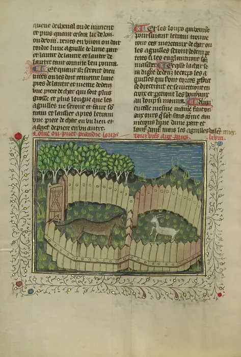 Framed Print : A Wolf Caught in a Fenced Trap Baited with a Lamb; Livre de la Chasse, about 1430-1440. Creator: Unknown Framed Print : A Wolf Caught in a Fenced Trap Baited with a Lamb; Livre de la Chasse, about 1430-1440. Creator: Unknown