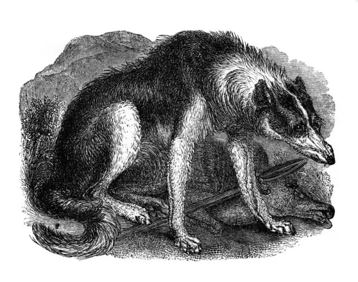 Framed Print : Wolf dog, 1848 Framed Print : Wolf dog, 1848